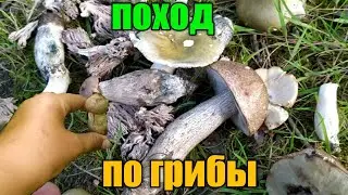 ПОХОД ПО ГРИБЫ ПОСЛЕ ОГРОМНЫХ ДОЖДЕЙ!