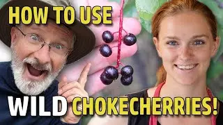 Wild Chokecherry Recipes For Kombucha and Chokecherry Syrup