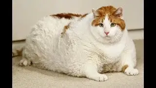 ПРИКОЛЬНЫЕ ЖИВОТНЫЕ●СМЕШНЫЕ КОТЫ●ПРИКОЛЫ С КОТАМИ●МИЛЫЕ КОШКИ 2019●ПОДБОРКА ПРИКОЛОВ С ЖИВОТНЫМИ