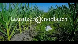 Lausitzer Knoblauch