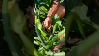 Gain space for courgette / zucchini plants