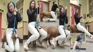 Goat riding new video please subscribe my channel 