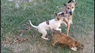 Stray puppies & Mother dog eat raw chicken feet | Puppies fight over food | Mountain village 