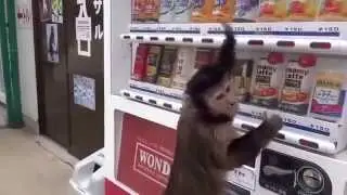 Умная обезьянка