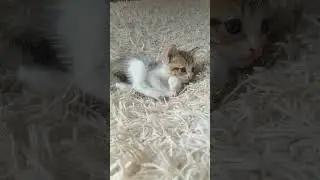 без названияя 🤣#котята