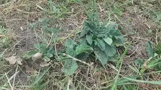 Daun Tapak Liman Solusi Pengencer Darah