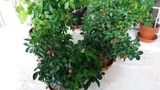 Мурайя пересадка. Хлороз листьев. Трио из взрослых мурайек