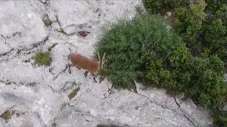 Tek Başına Bir Dağ Keçisi (Teke) Dronla Alay Ediyor