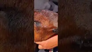 Сотувда асл хисори элита совлик тел 978441967.Сурхондарёда #shorts  #хисори#sheep