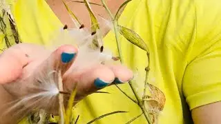 #Milkweed seed dispersal at #Ulistac