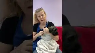 Getting Your Schnauzer Puppy Used to Gentle Restraint