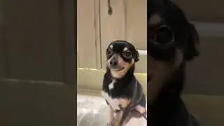 popipopipopopipo