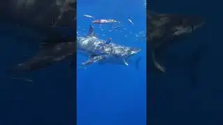 🐳shark in water 👀 Free footage #free #shorts  #music