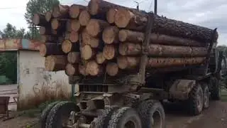 В Чунском районе гастарбайтеры накосили леса на 2 млн рублей