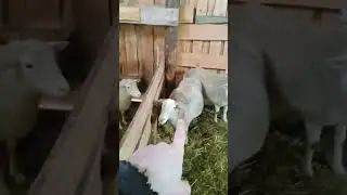 Вес катумских и романовских овец
