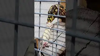 HUGE Lizard SWALLOWS Mouse In .5 Seconds! #shorts