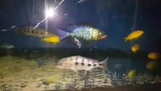Фоссорохромис ростратус Fossorochromis rostratus 20171120 175532