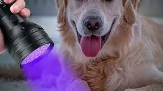 Top 10 Best UV Flashlights in 2024 | In-Depth Reviews & Buying Guide