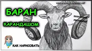 Как нарисовать Горного БАРАНа карандашом. Поэтапное рисование