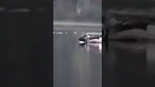 Приводнение