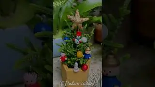 🎄Украсим крассулу к Новому году🎄 #ликоподиоидес #ёлочка #новыйгод #крассула #комнатныерастения
