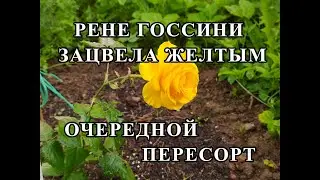 Цветет первая роза.Рене Госсини???