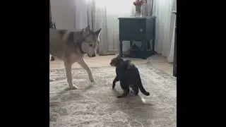 Kitty Kicks Husky Butt #itsahuskything #huskylife #catshorts