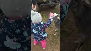 На ферме кормим коз.