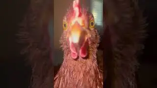 Chicken Pecks at Camera While Person Films Another Chicken - 1533078-2