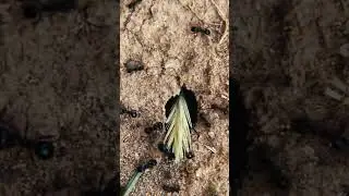 The robust properties of the cactus plant #shorts