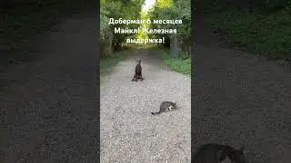 Доберман 6 месяцев Майкл! Железная выдержка!