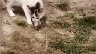 Kedinin fare ile dalga geçmesi
