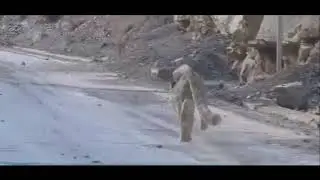 Snow leopard run on the road in Pakistan