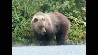 Bear with action cam on the neck