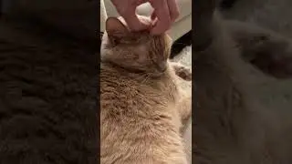 My Cat’s Head Gets Rubbed While Sleeping