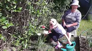 Юный садовод сажает цветы под чутким руководством Бабушки Иры.