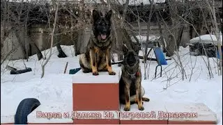 Мои "девчонки" . Март 2024