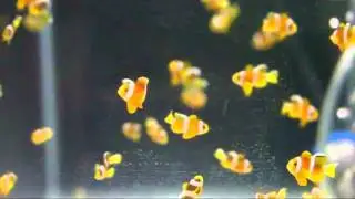 Captive bred A. clarkii clownfish
