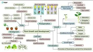11 standard biology mindmap of plant growth and development