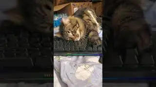 Squeaka and Cornerboard