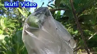 jambu kristal organik