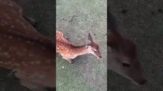 Японские олени