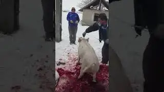 Вот  так надо бить свиней