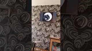 Pedro Pedro Remix