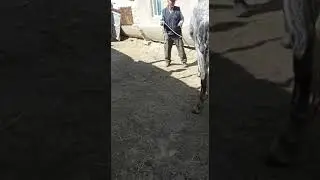 Жылкыларда КОРОНАВИРУС...