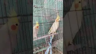 cocktail bird and budgiegar bird 🐦 singing #cocktail #singing
