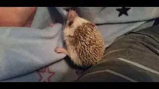 The reality of owning a sassy hedgehog - lots of hissing