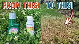 BEST CLOVER KILLER - Weed B Gon vs. Celsius
