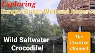 Exploring Sungei Buloh Wetland Reserve, Singapore 🇸🇬/ Wild Saltwater Crocodile!