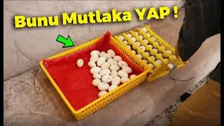 Bunu Mutlaka YAP ! Civciv Çıkımı Son 3 Gün -Kuluçka Makinesi Kalibrasyon Ayarı Nasıl Yapılır?